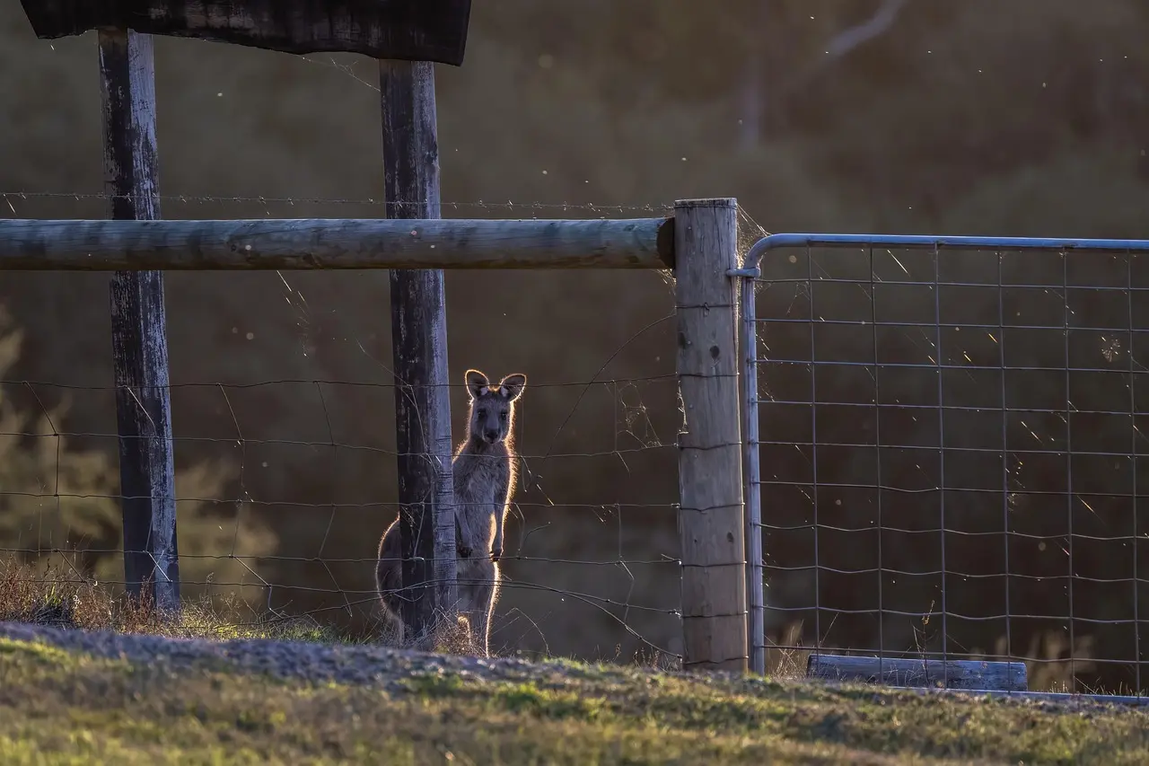 Er der en maksimal tidsperiode, jeg kan bruge stylterne ad gangen?